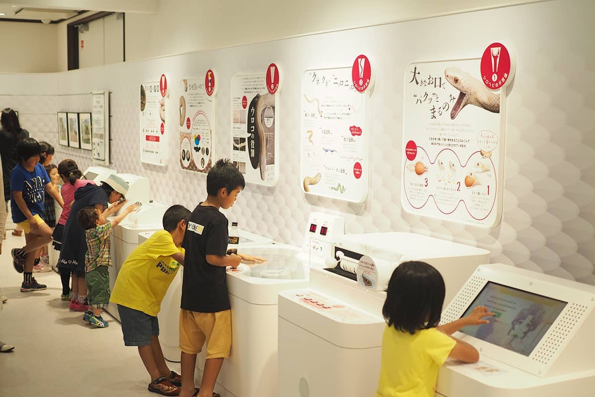 (photo) The Iwakuni white snakes 3