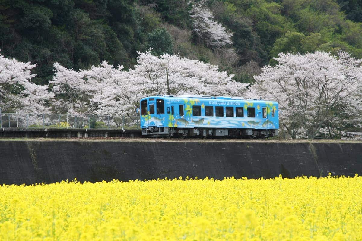 (photo) Nishikigawa Seiryu Line and Tokotoko Train 1