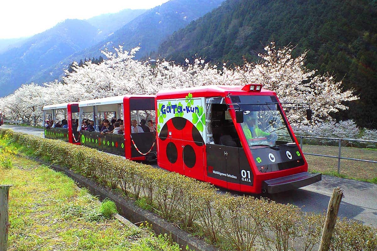 (photo) Nishikigawa Seiryu Line and Tokotoko Train 5