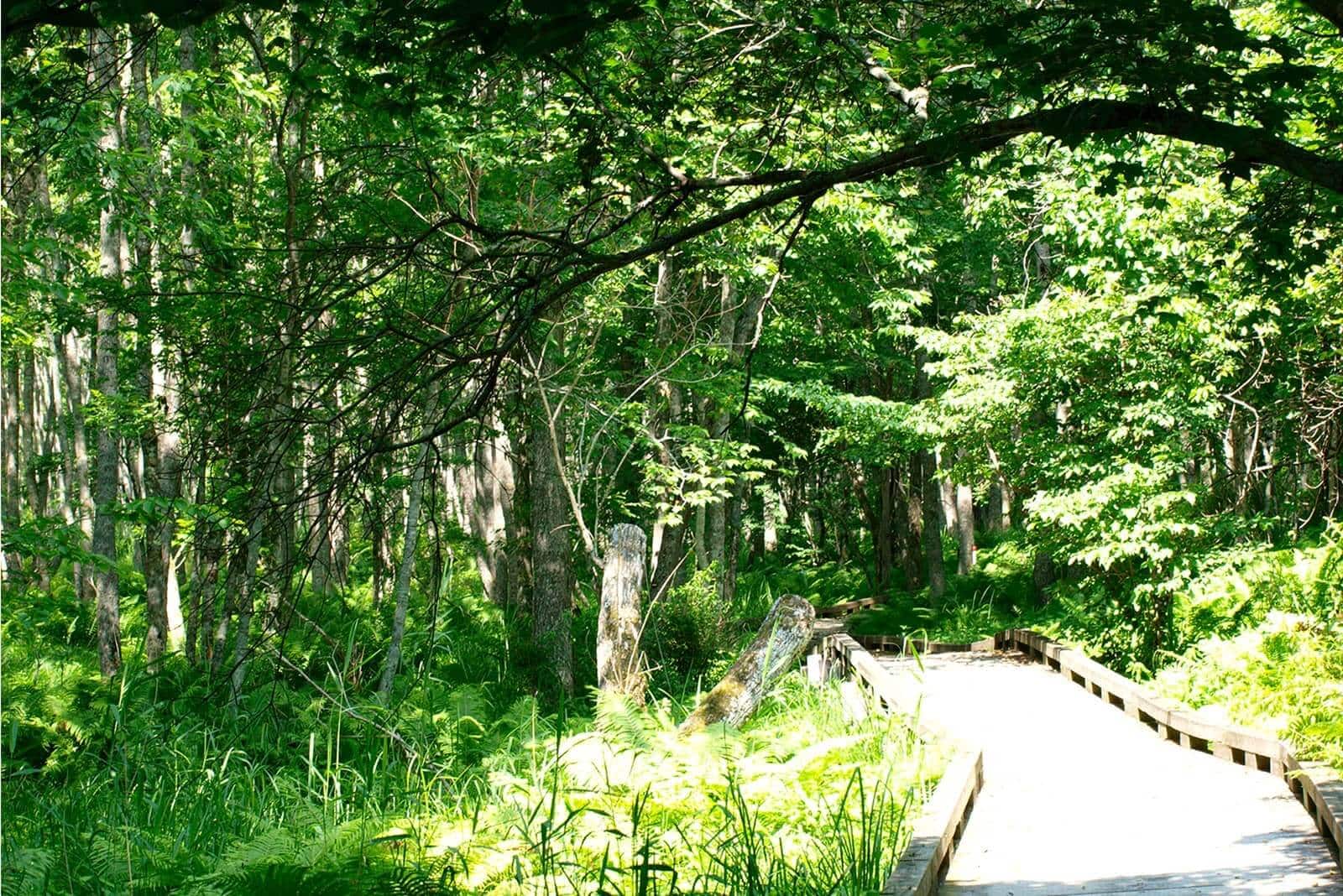 (photo) Kushiroshitsugen National Park 5