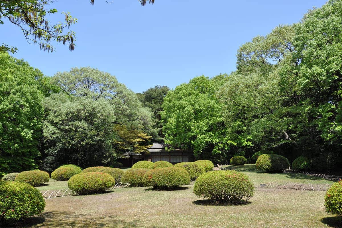 (photo) Meiji Jingu Shrine 6