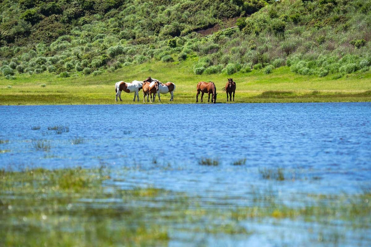 (写真) 草千里ヶ浜 3