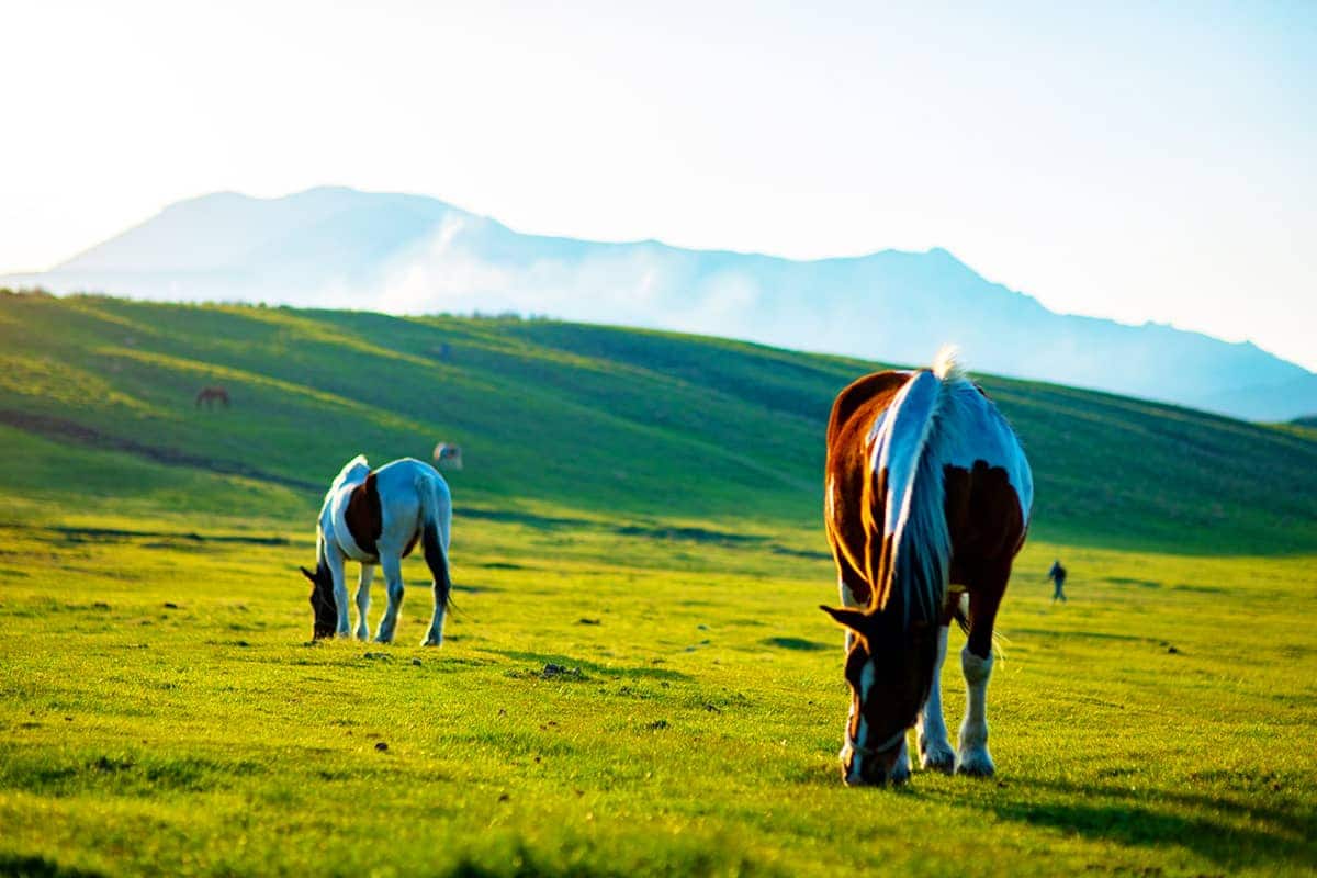 (写真) 草千里ヶ浜 5