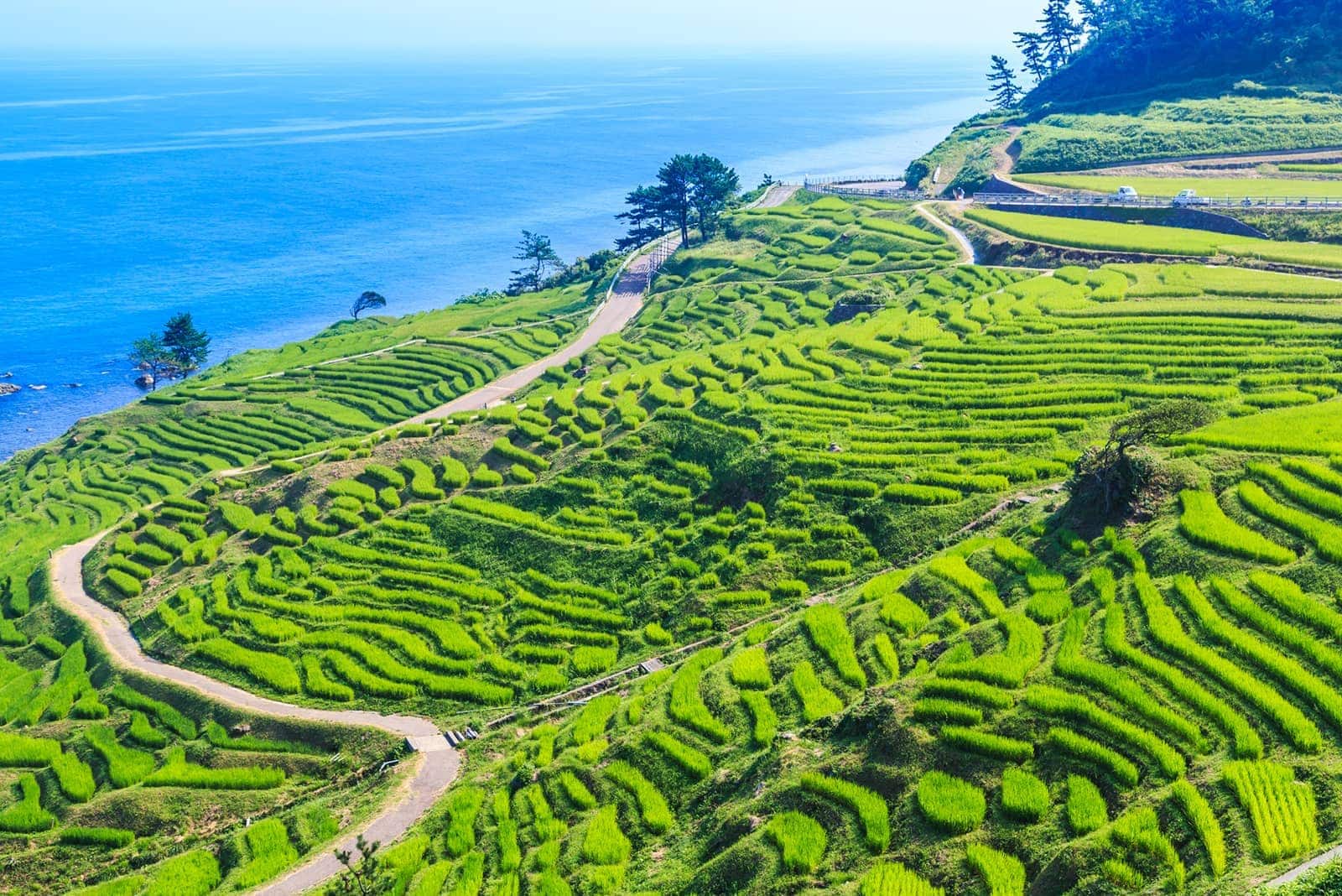 (photo) Senmaida Rice Fields 1