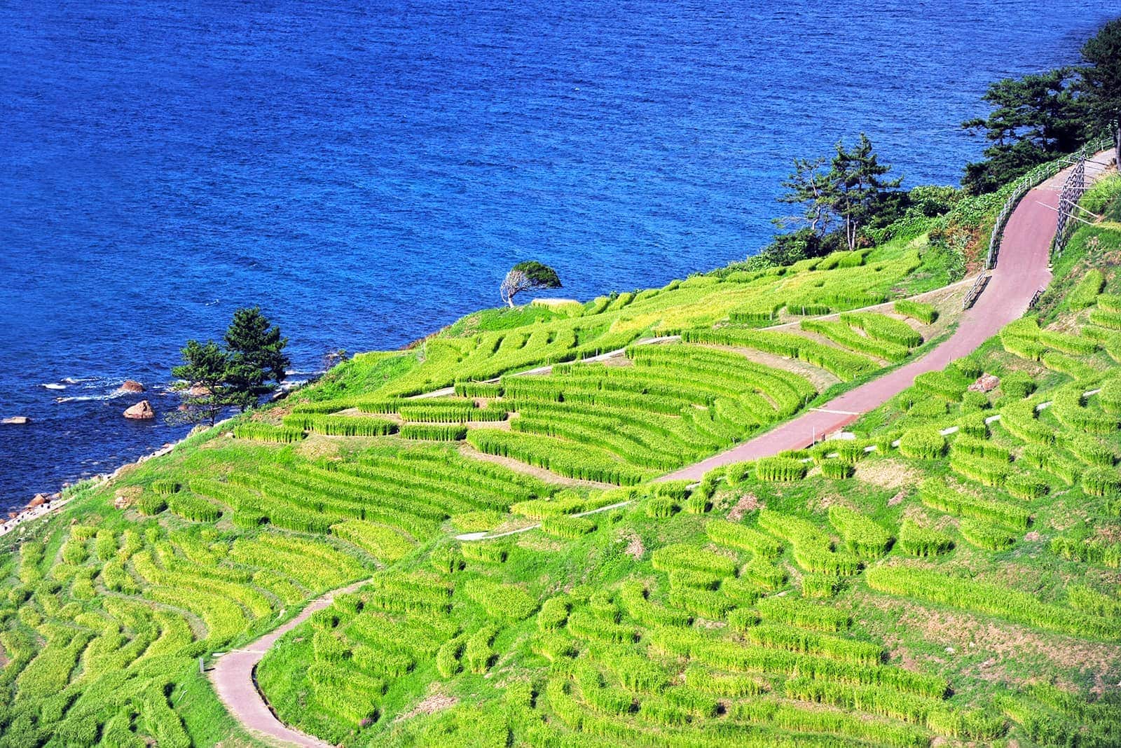 (photo) Senmaida Rice Fields 2