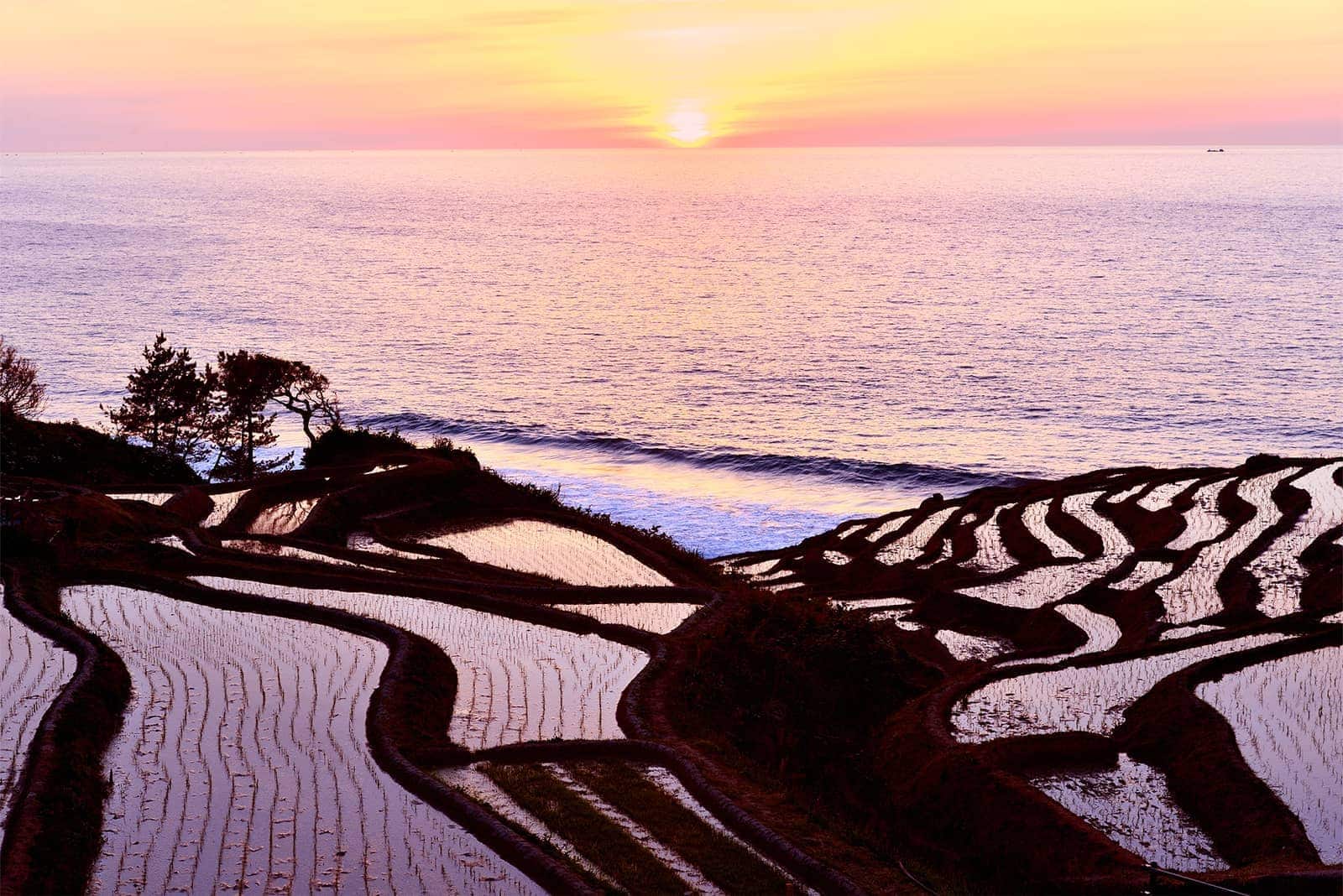 (photo) Senmaida Rice Fields 3