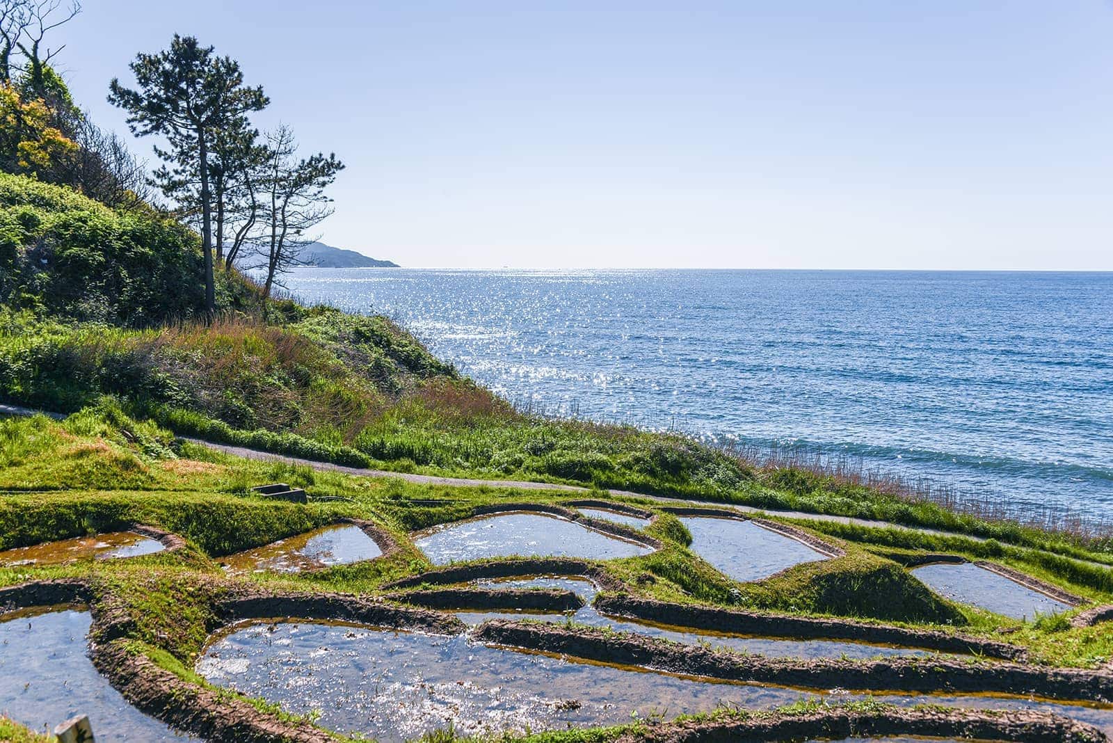 (photo) Senmaida Rice Fields 4