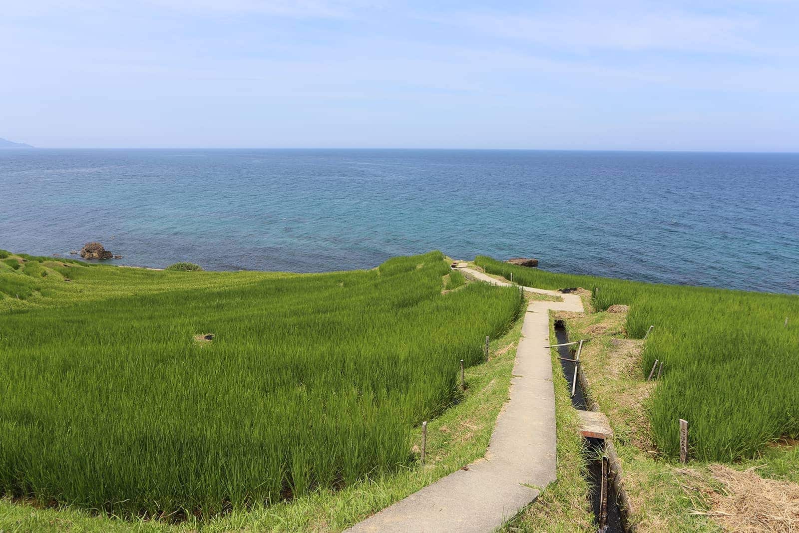 (photo) Senmaida Rice Fields 5