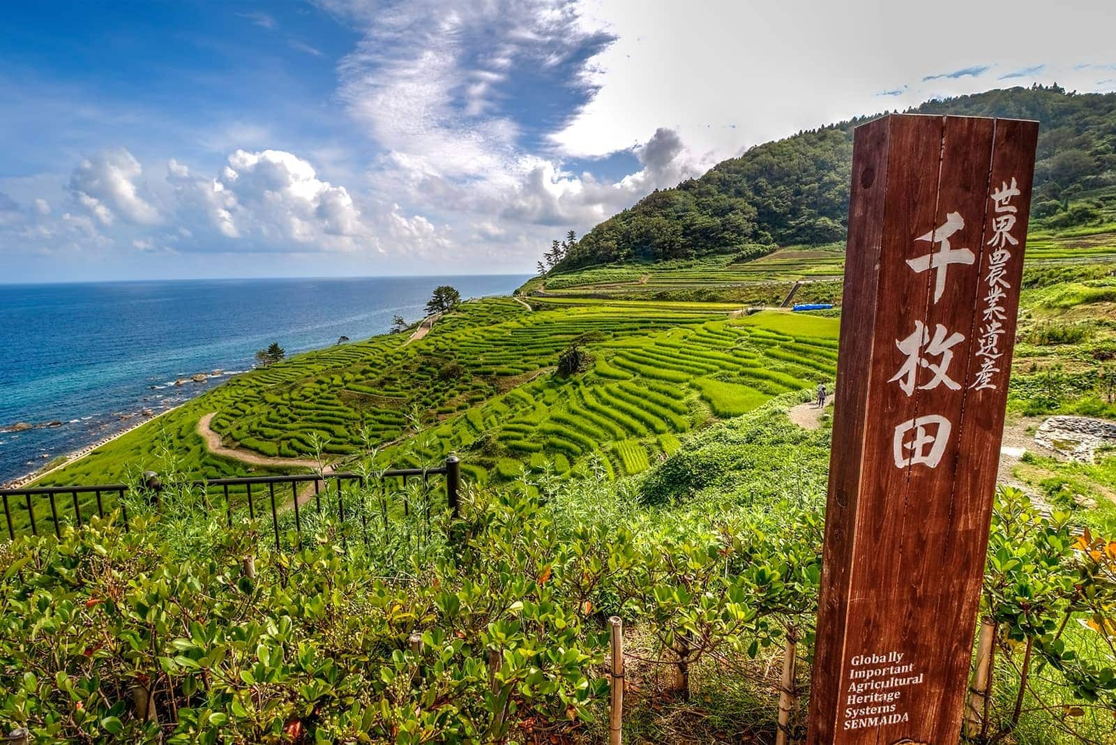 (photo) Senmaida Rice Fields 6