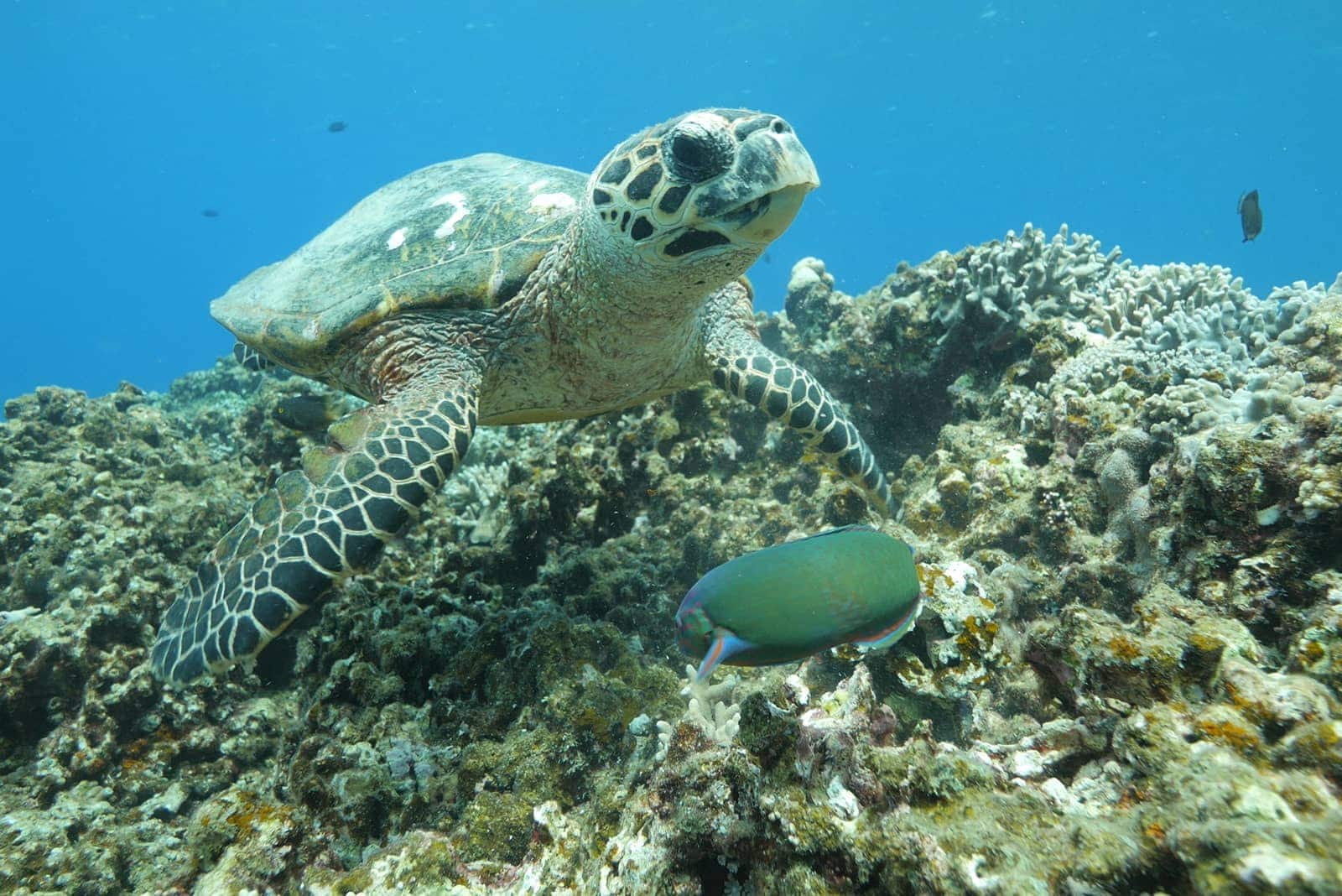 Sovet erotikasi onlayn