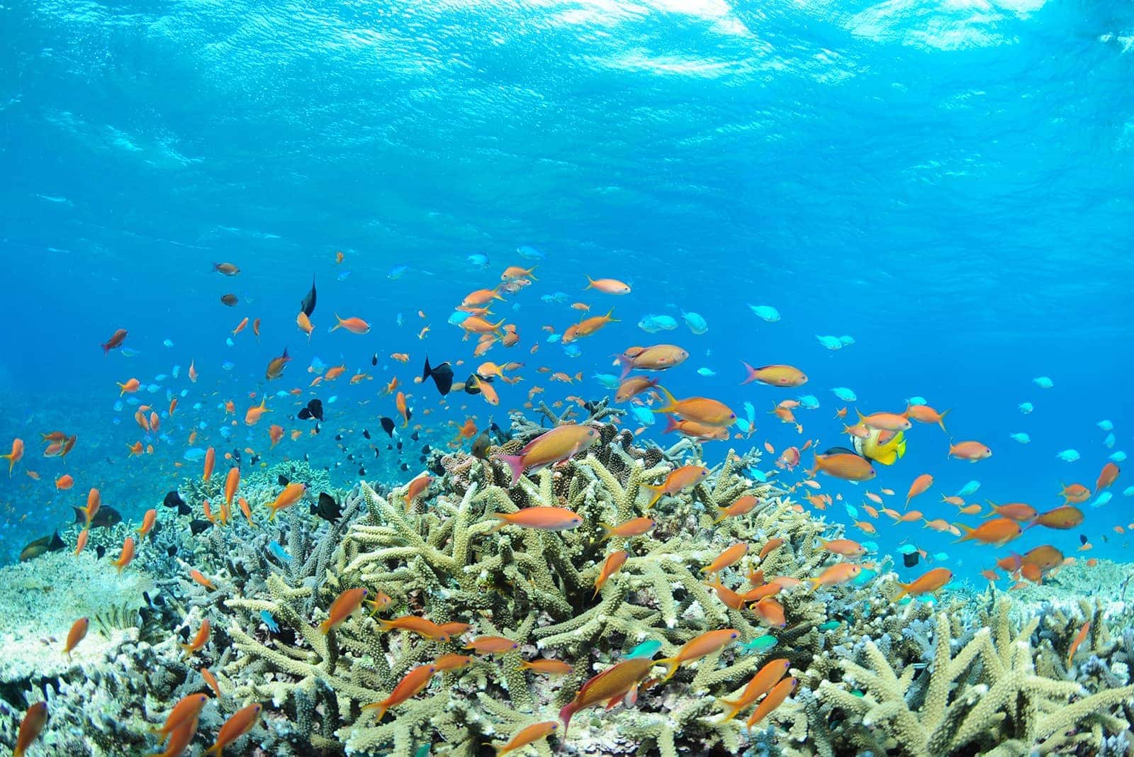 (photo) Kabira Bay 6