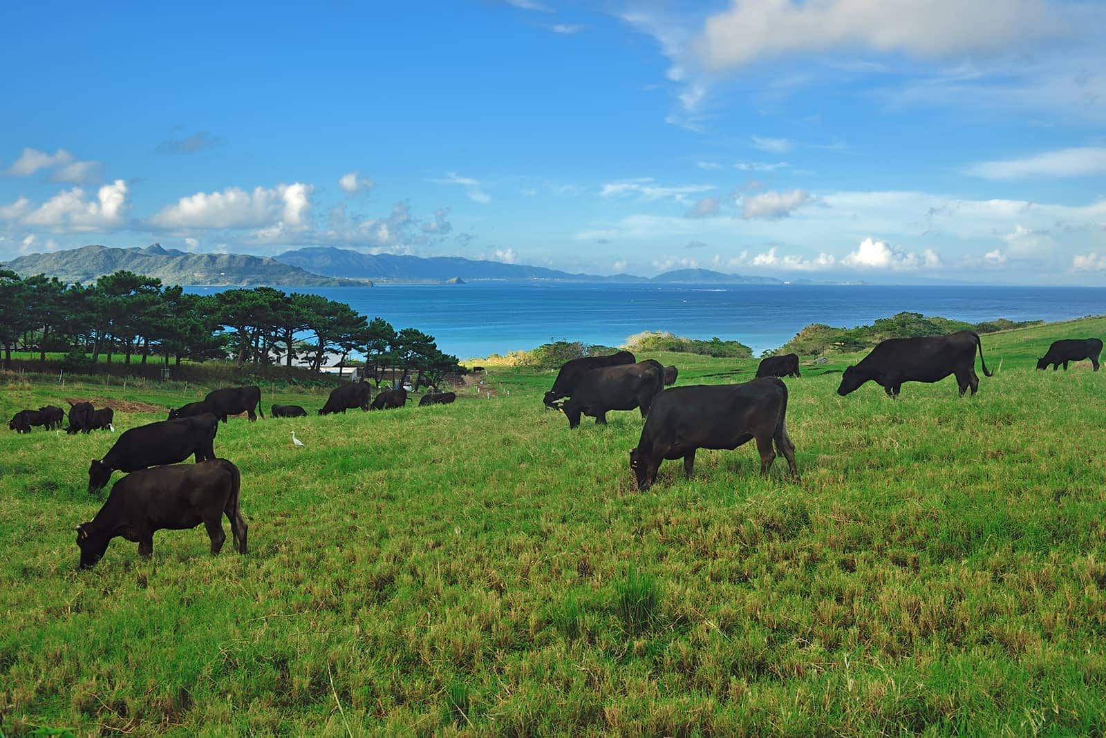 (photo) Ishigaki Food and Awamori 1