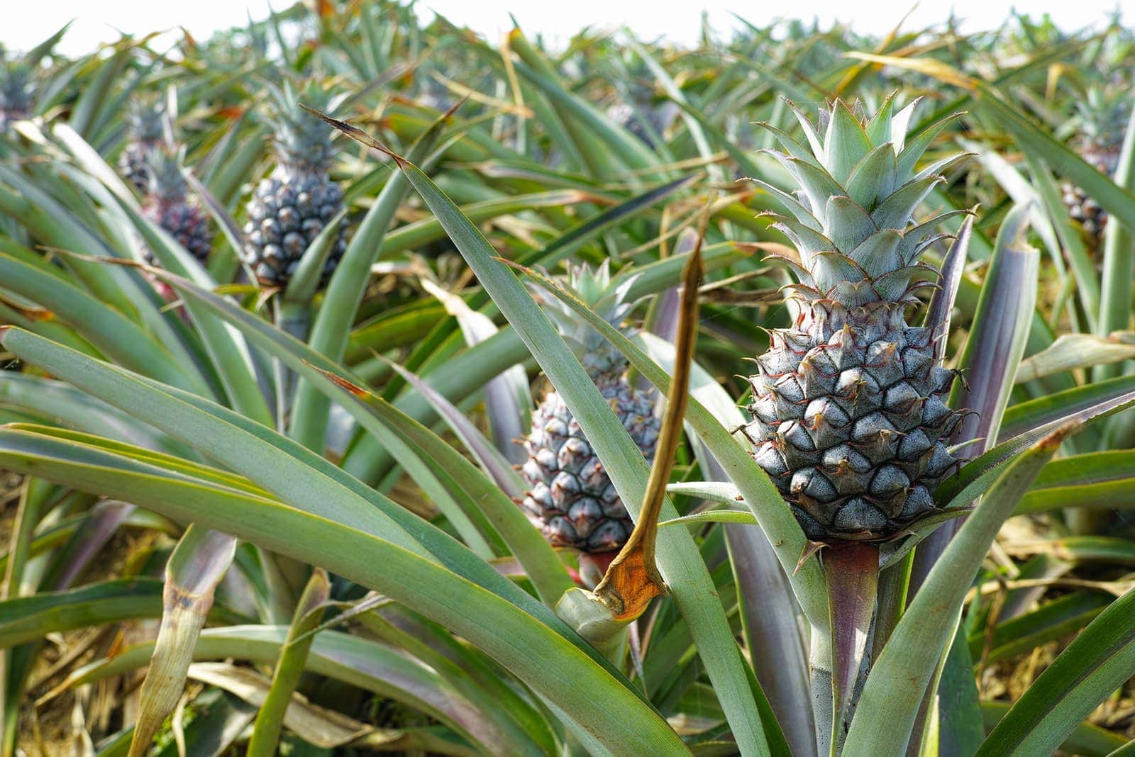 (photo) Ishigaki Food and Awamori 4