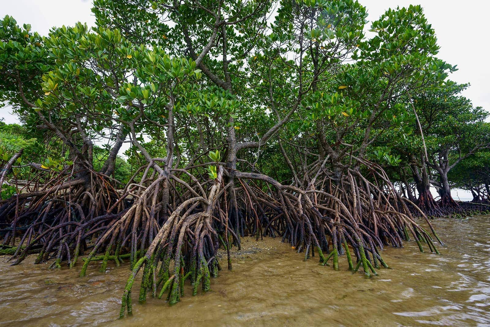 (photo) Nakama River Mangrove Cruise 4
