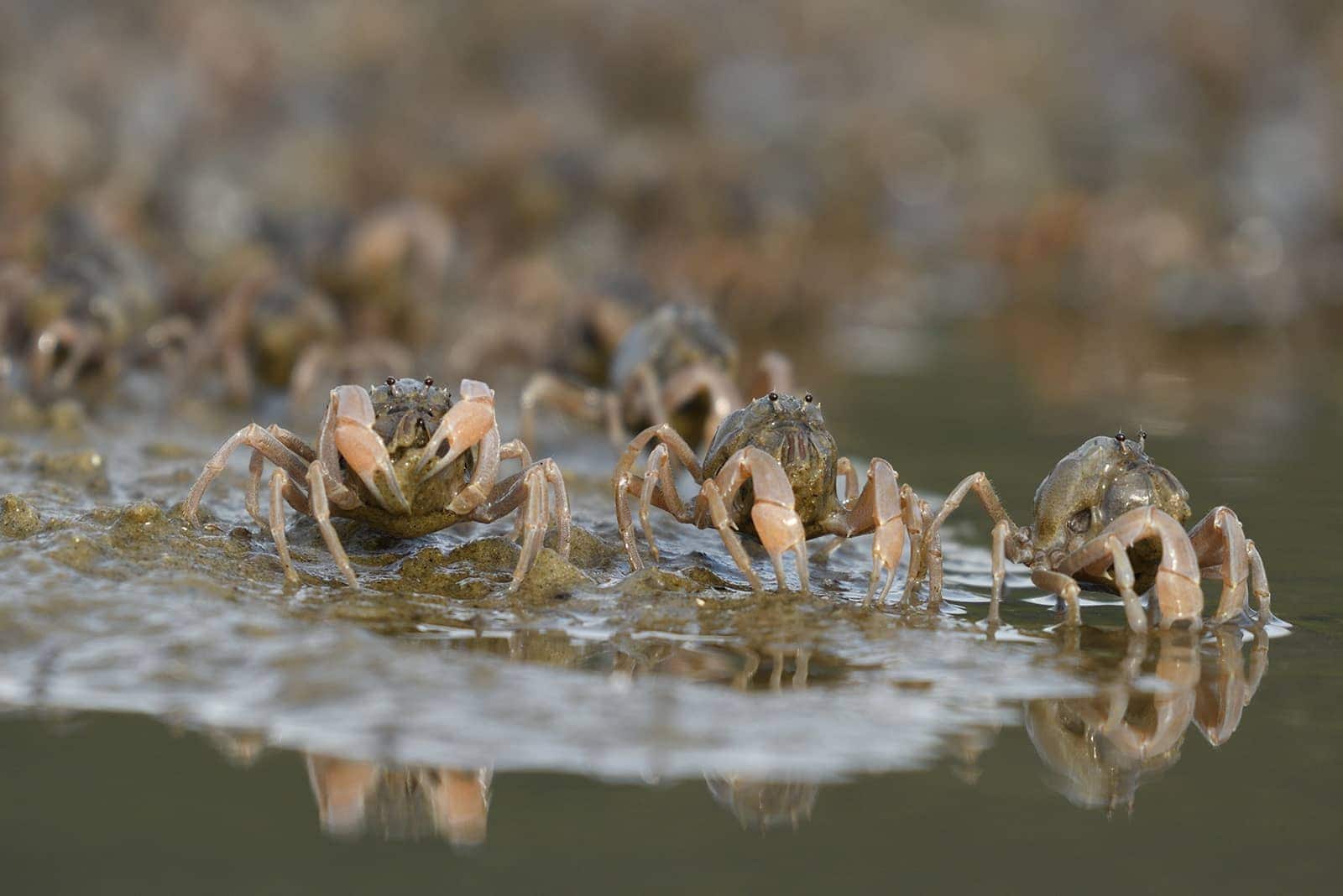 (photo) Nakama River Mangrove Cruise 5