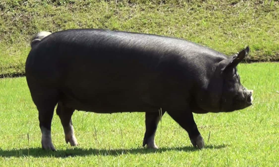 Kagoshima Black Pork Savor the delicate, tender flavor from Kagoshima