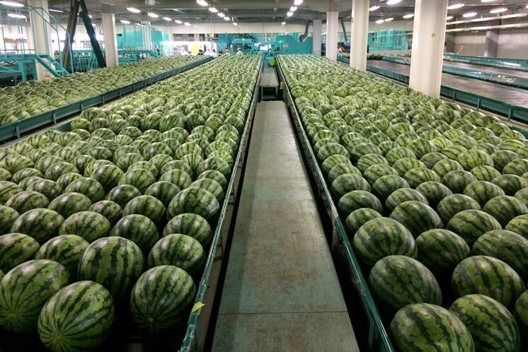 選果場 集荷場風景