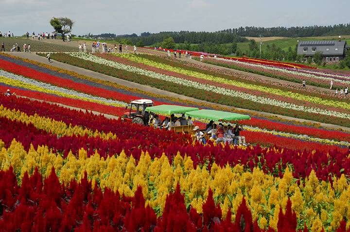 夏がベストシーズンの富良野、美瑛、旭川へ！ ANAで行く北海道2泊3日の旅｜ANA Travel & Life