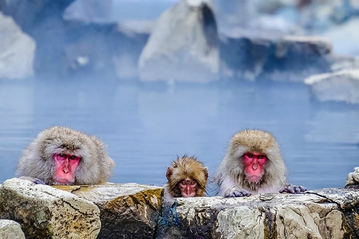 大人可愛いサルたちが露天温泉でほっこり 長野 地獄谷野猿公苑 Ana Travel Life