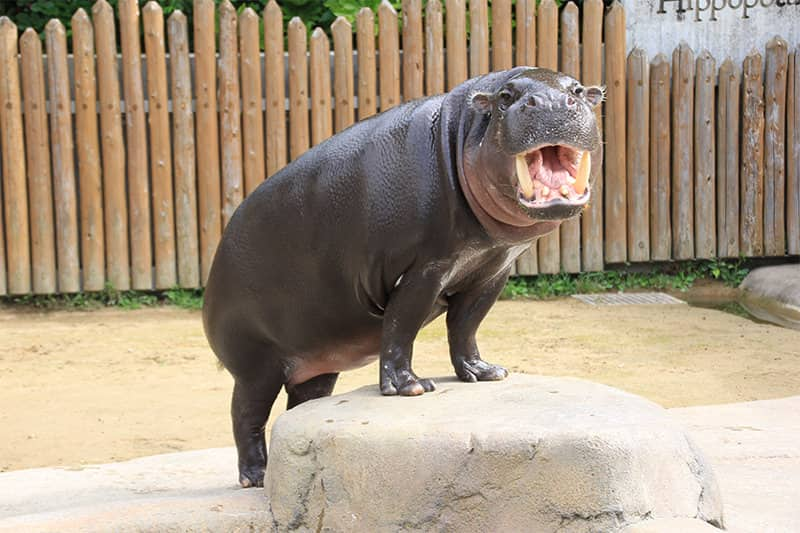 こんな動物見たことない 珍しい生き物に会える全国の動物園 Ana Travel Life