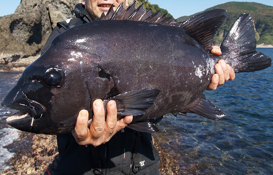 イシダイ いつか会いたい憧れの魚 Ana釣り倶楽部 Ana Sky Web