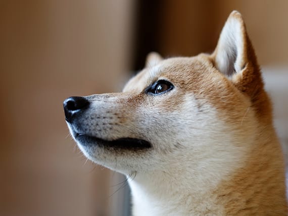 心配になる犬の鳴き声 鳴き方がおかしい 急な悲鳴や悲しそうな声の 意味 とは Ana