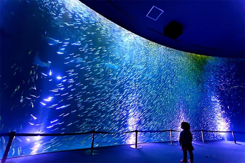 水の中のフォトジェニックな世界へ いま訪れたい 日本国内の水族館10選 Ana Travel Life