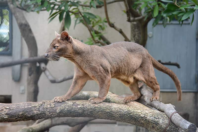 こんな動物見たことない 珍しい生き物に会える全国の動物園 Ana Travel Life