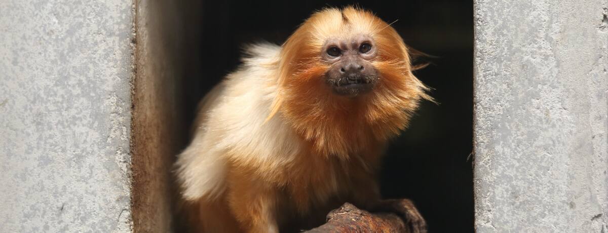 こんな動物見たことない！珍しい生き物に会える全国の動物園|ANA