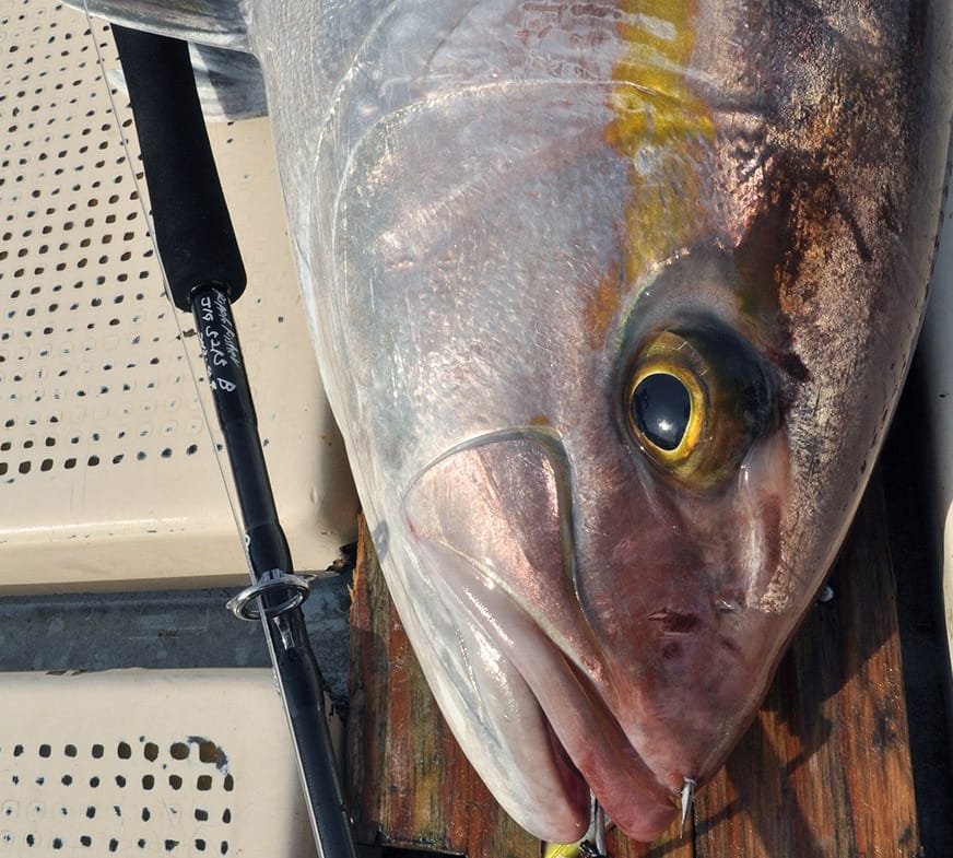 名前 由来 カンパチ 【まとめ】出世魚の種類一覧！そうなんだ！の連続に心臓バクバク！