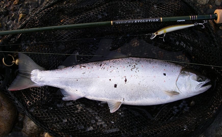 サツキマス いつか会いたい憧れの魚 Ana