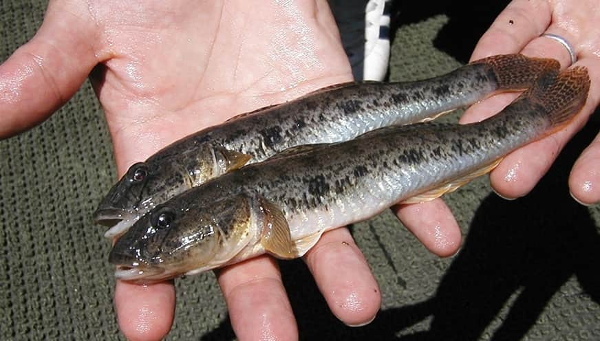 静岡県 浜名湖 多彩な魚が出迎えてくれる豊潤な汽水の湖 Ana Travel Life