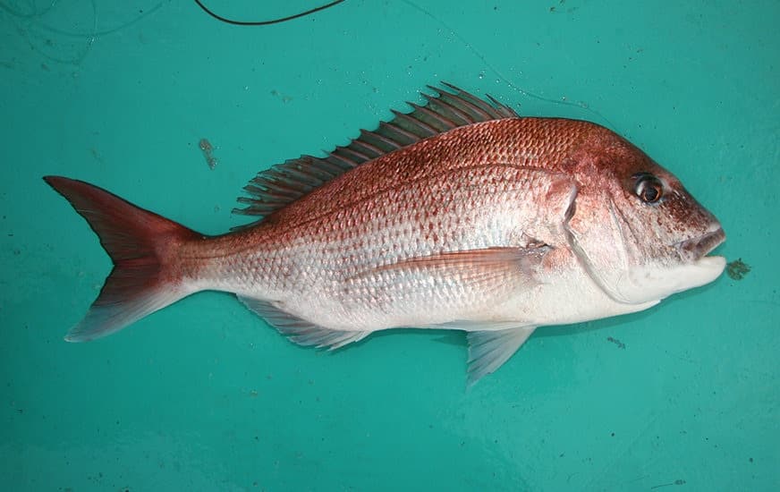 和歌山県・南紀】磯釣り、ライトソルトゲーム、カカリ釣りと多彩に 