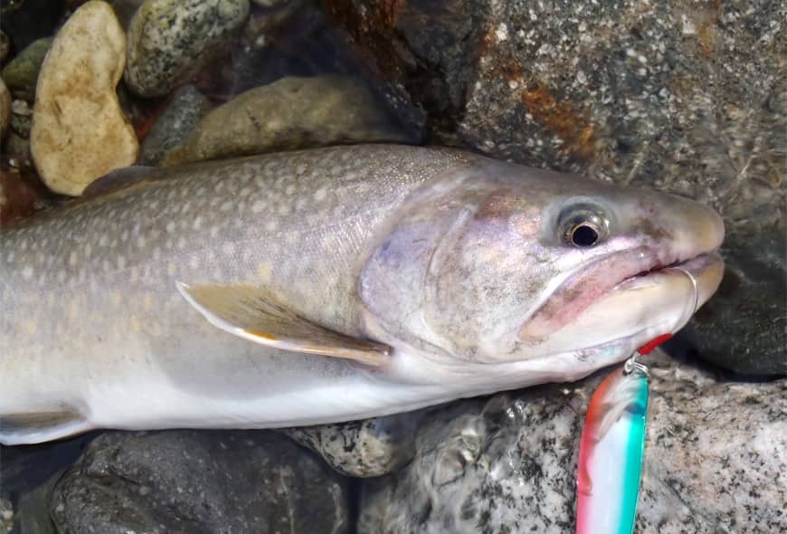 魚の全身写真:イワナ