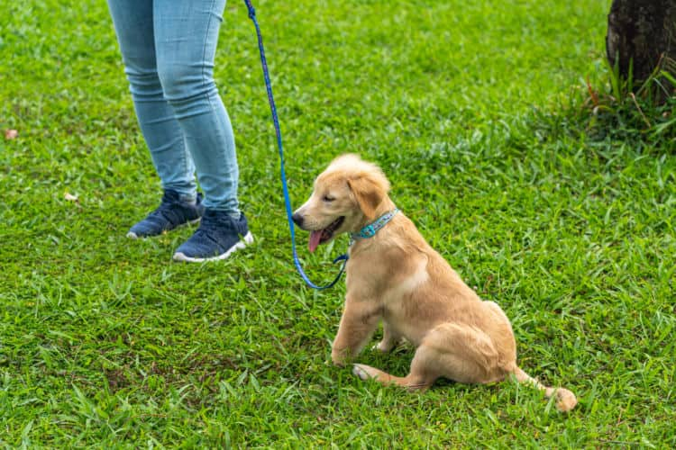 【ドッグトレーナー監修】子犬の散歩はいつから始めたら良い？散歩デビューのタイミングを見極めよう｜ANA Travel