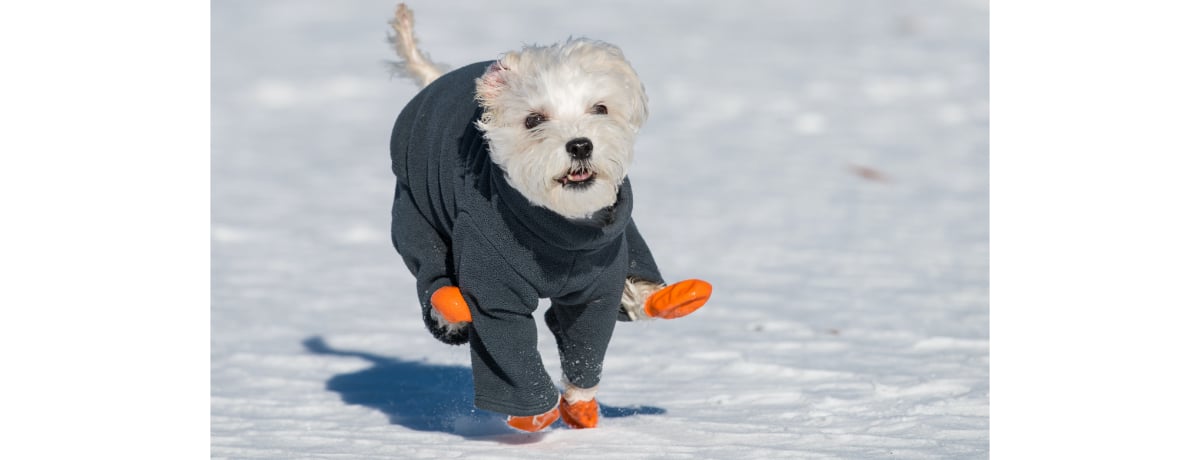 ドッグトレーナー監修 散歩で犬に靴を履かせるメリット デメリットや選び方 Ana Travel Life