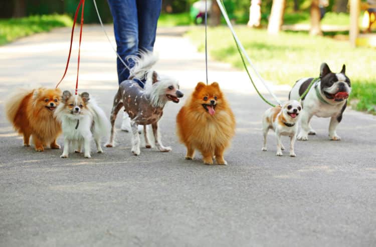 犬の理想的な散歩の回数は? 小型犬でも毎日の散歩が理想|ANA