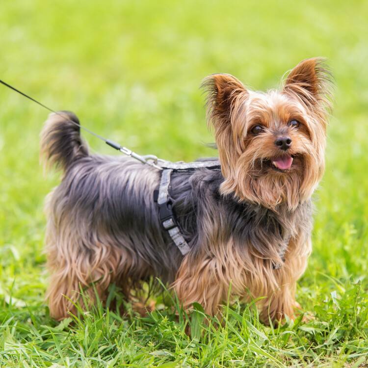 犬の理想的な散歩の回数は 小型犬でも毎日の散歩が理想 Ana Travel Life