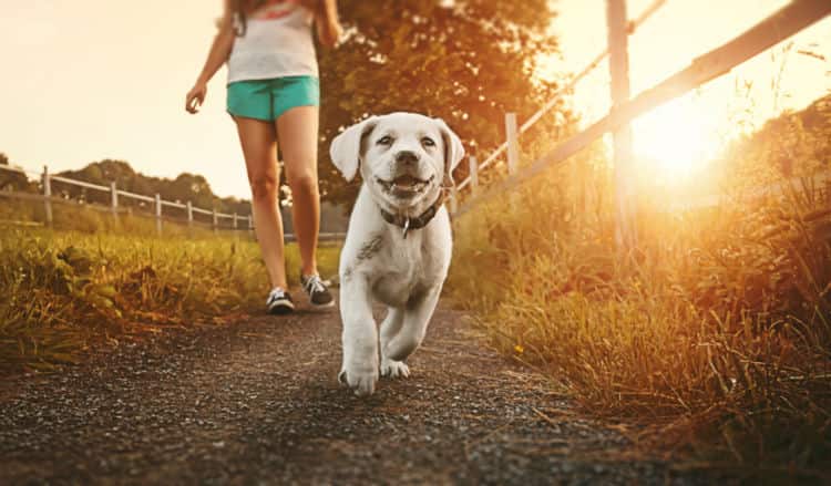 犬が散歩好きな理由とは 楽しく散歩するコツや注意点まで Ana Travel Life 犬が散歩好きな理由とは 楽しく散歩するコツや注意点まで Ana Travel Life