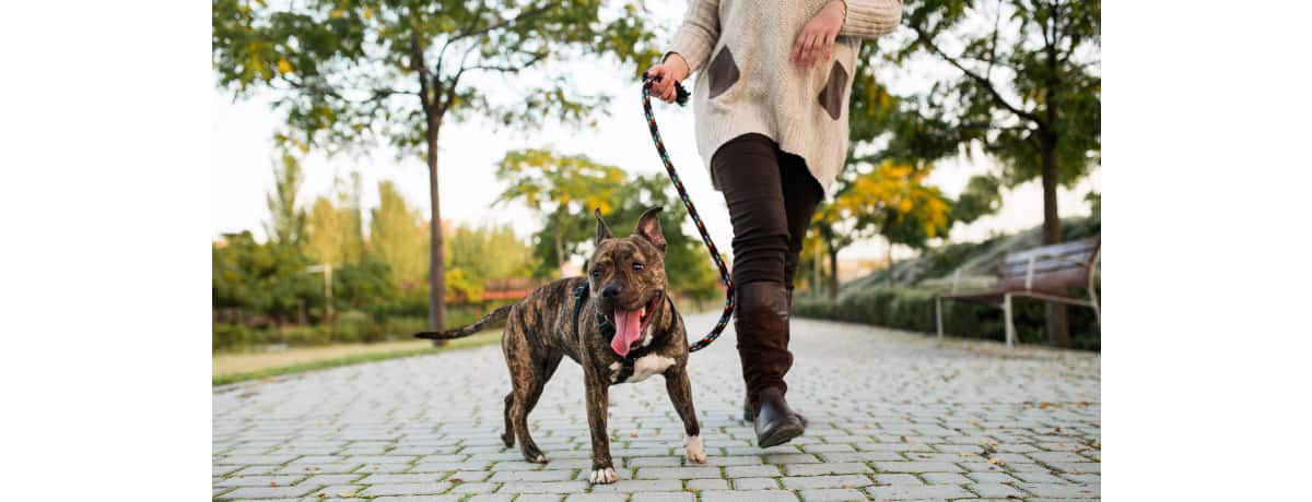 犬が散歩好きな理由とは 楽しく散歩するコツや注意点まで Ana Travel Life