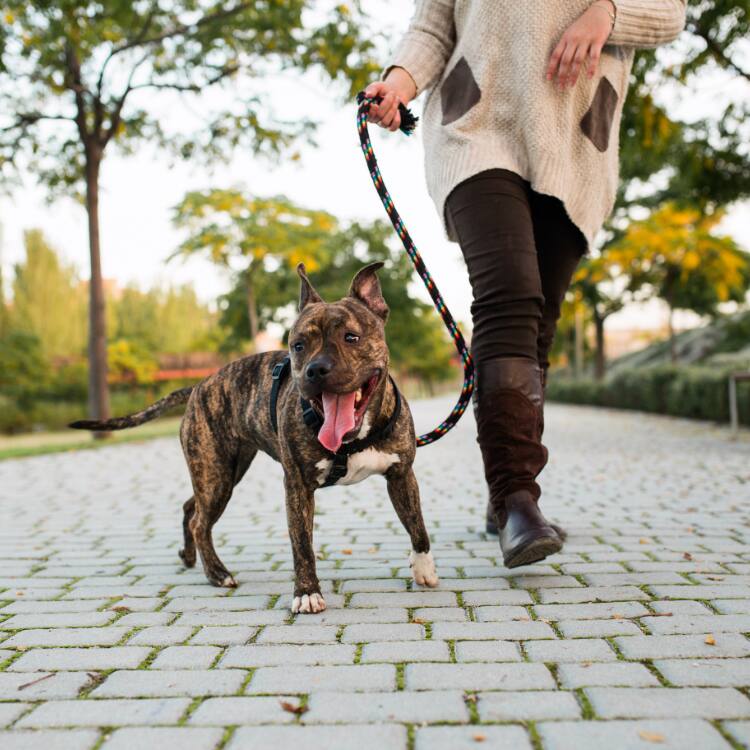 犬が散歩好きな理由とは 楽しく散歩するコツや注意点まで Ana Travel Life