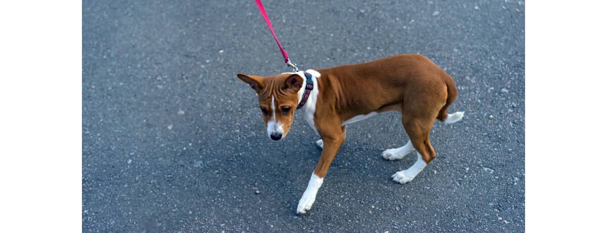 犬の気持ち 犬が散歩で帰りたがる理由と対策方法 Ana Travel Life