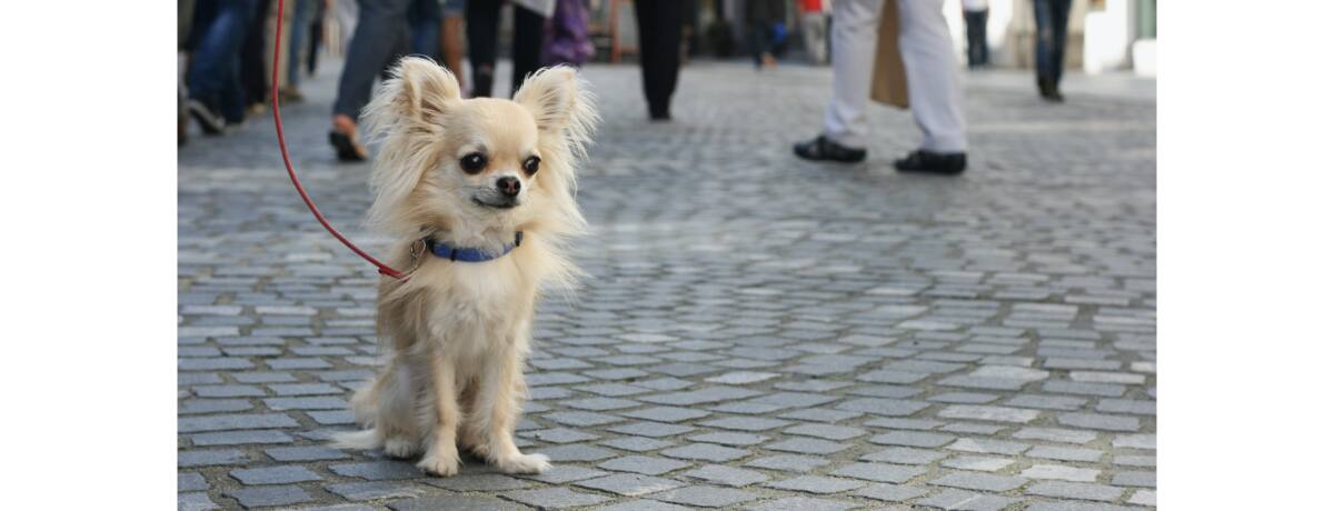 犬が散歩中に座る原因や理由は 病気 疲れ トラウマ 座り込む原因を知って対策しよう Ana Travel Life