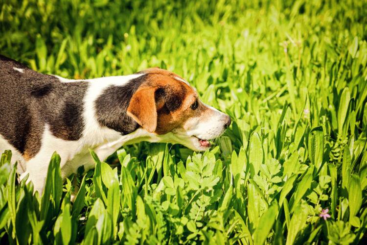 獣医師監修 犬が黄色い液体を吐いてしまった 嘔吐の原因や対処法は 下痢を伴う場合は動物病院へ Ana