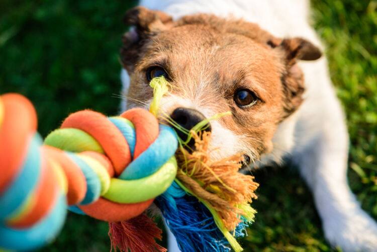 ドッグトレーナー監修 犬とおもちゃを使って遊ぶときのポイント Ana Travel Life