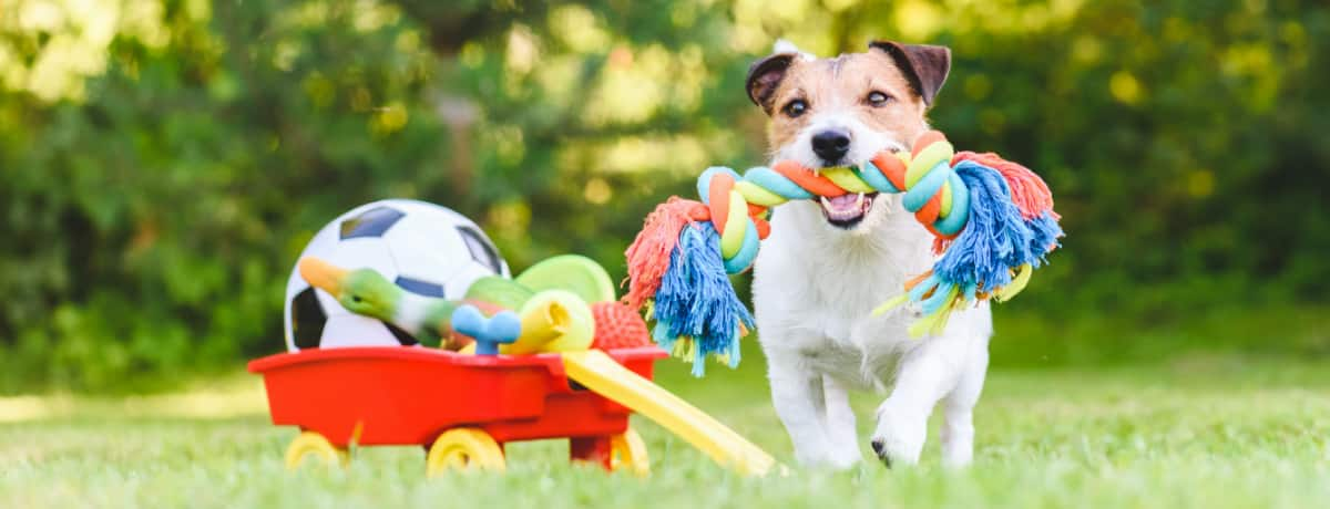 ドッグトレーナー監修 犬とおもちゃを使って遊ぶときのポイント Ana Travel Life