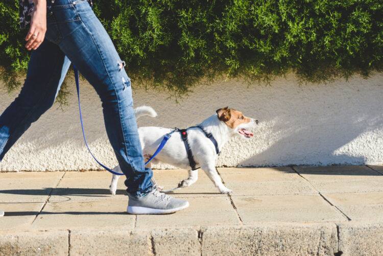 ドックトレーナー監修 ハーネスのメリット デメリットは どんな犬に向いている 正しい付け方もご紹介 Ana