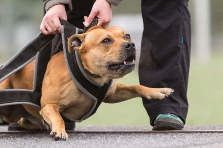 ドックトレーナー監修 ハーネスのメリット デメリットは どんな犬に向いている 正しい付け方もご紹介 Ana