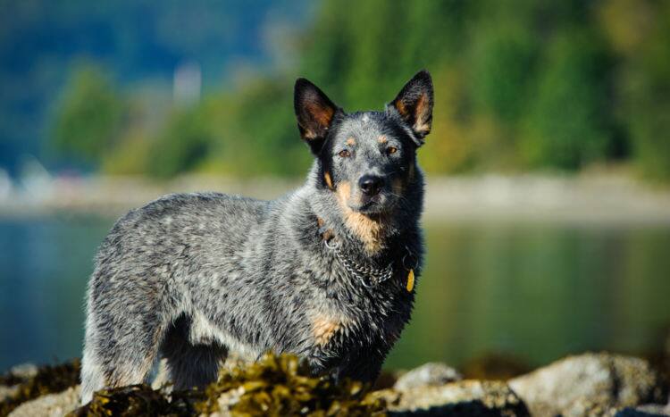 獣医師監修 犬種別の平均寿命 最高齢のギネス記録は 健康で長生きしてもらうための健康管理 Ana Travel Life