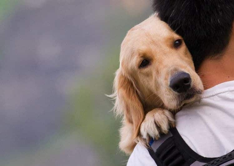 心配になる犬の鳴き声 鳴き方がおかしい 急な悲鳴や悲しそうな声の 意味 とは Ana